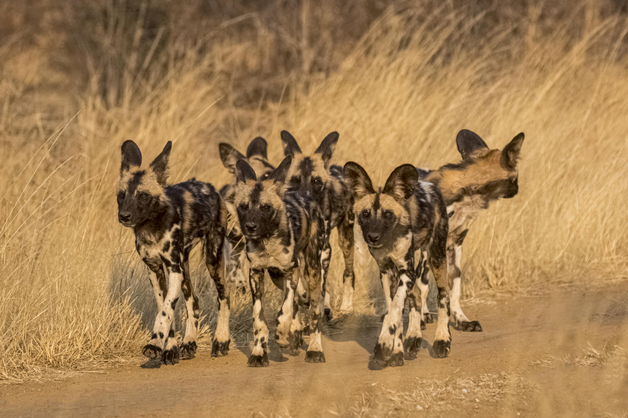 African wild dogs in Madikwe Private Game Reserve, South Africa (Andrew Aveley/Remembering African Wild Dogs)