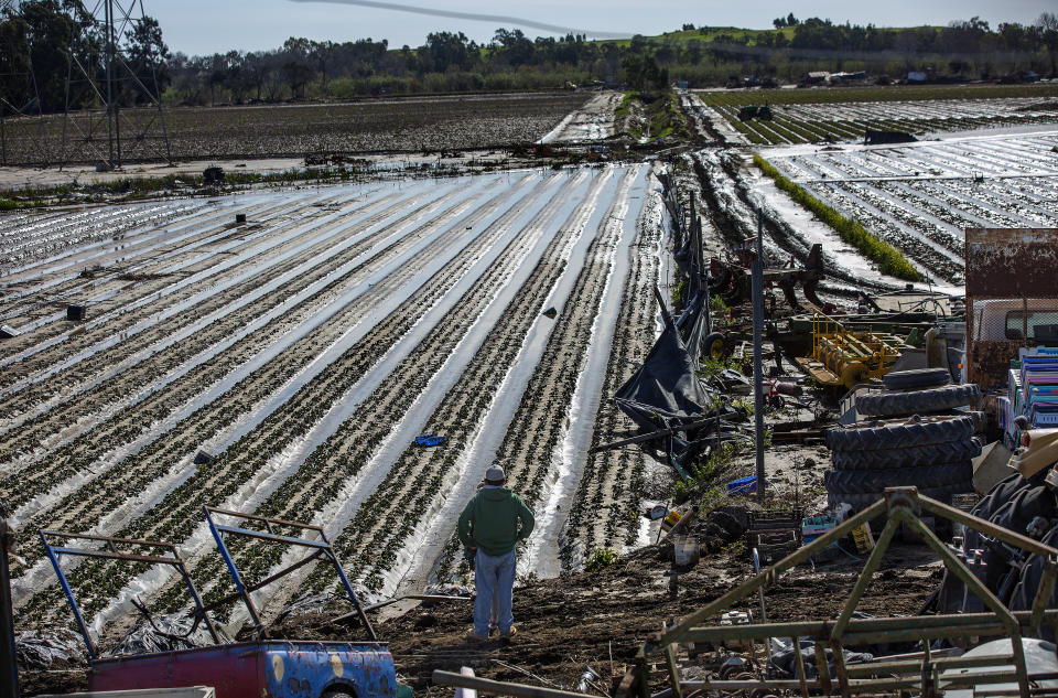 Raul Ortiz, 52, looks at destroyed strawberry fields in Ventura