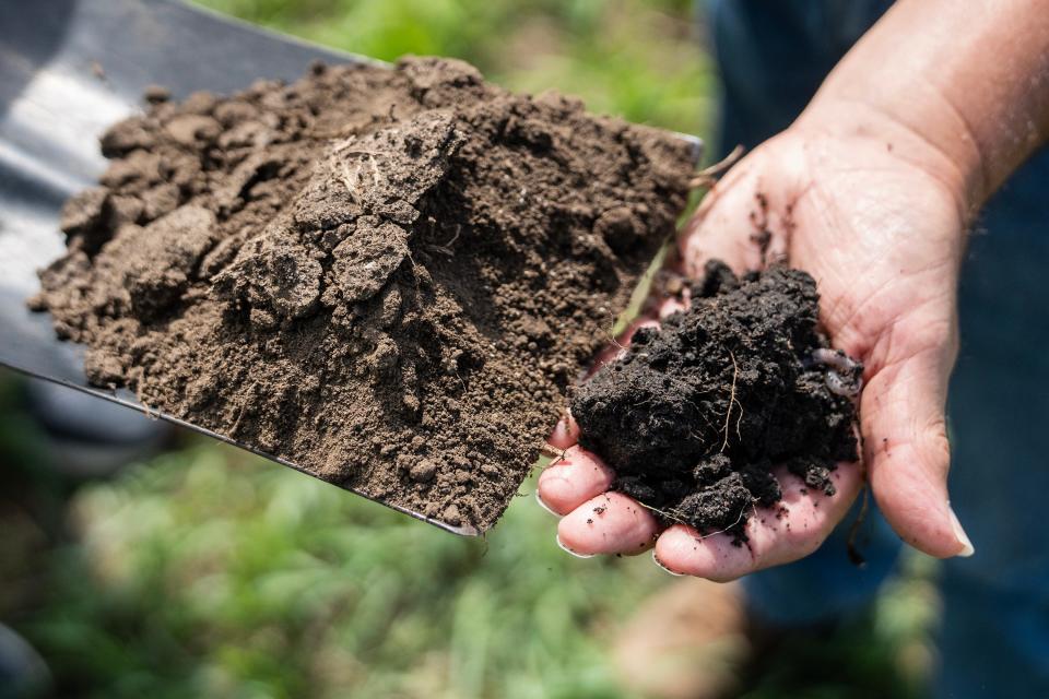 Jerry Hatfield, a retired U.S. Department of Agriculture scientist, and Ken Wacha, a research hydrologist at the National Laboratory for Agriculture and the Environment, show the difference in soil between a field that has been maintained to reduce carbon loss vs. one that has not, on Wednesday, July 19, 2023. The darker soil on the right is healthier soil that has retained more carbon.