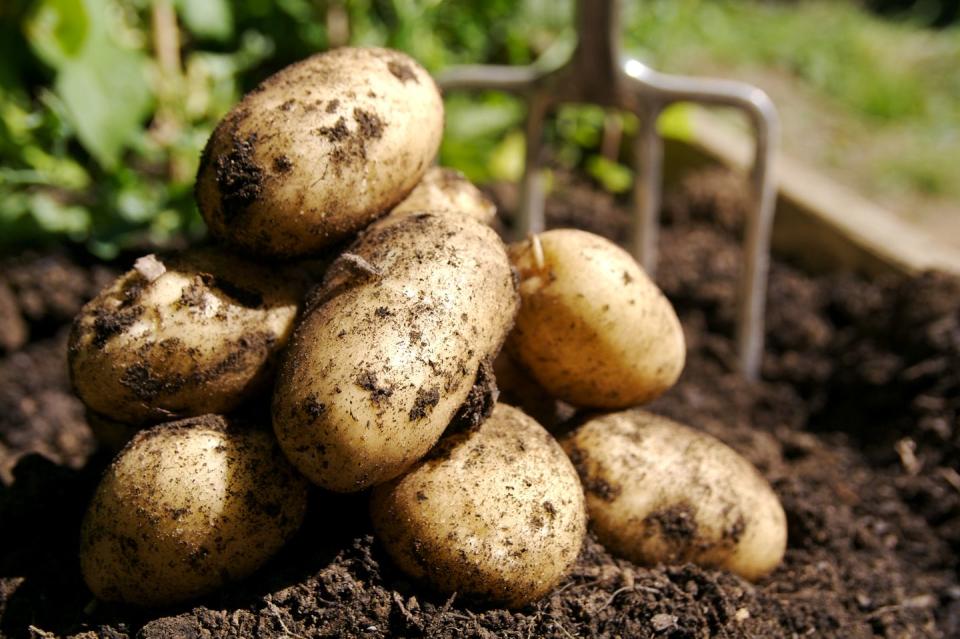 fresh potatoes