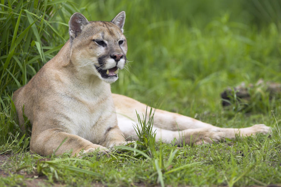 Man sieht sie nur selten: Pumas sind Einzelgänger und gelten als äußerst menschenscheu. (Symbolbild: ddp Images)