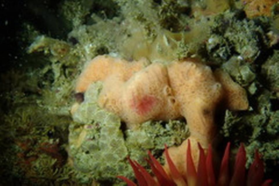 Marine biologists have discovered a dozen new species of sea sponges at the Monterey Bay National Marine Sanctuary off California.