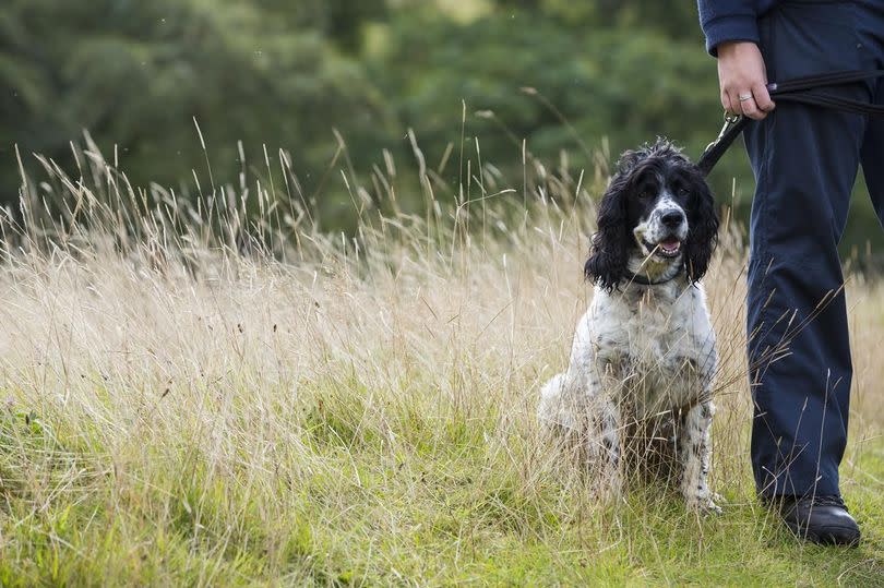 A dog sits in the grass next to its owner, on Marsden Moor.