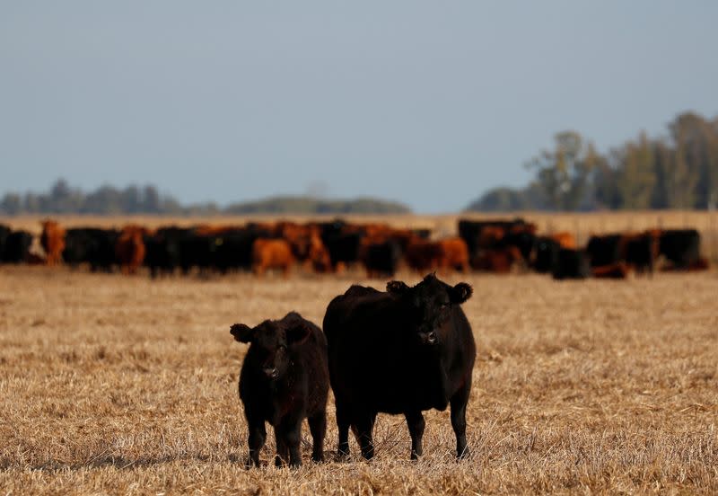 FILE PHOTO: High beef prices squeeze carnivores from Buenos Aires to New Orleans