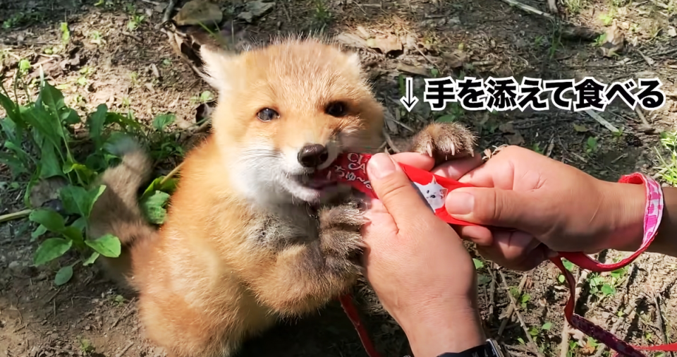 該動物園最近也讓小狐狸紅豆君挑戰吃肉泥，原本只想要玩沒注意到肉泥的孩子，一吃到肉泥後愛上狂吃的樣子，也讓粉絲大讚超療癒。（圖片翻攝Youtube頻道ノースサファリサッポロ）