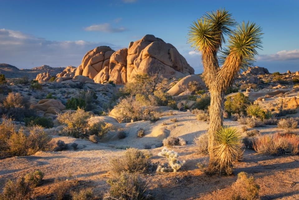 Jumbo Rocks and Joshua Tree (Yucca brevifolia), Joshua Tree National Park, California via Getty Images