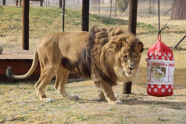 <p>Animal Defenders International</p> Ruben the lion is now back in his natural environment in South Africa after being left behind in an abandoned Armenian zoo.