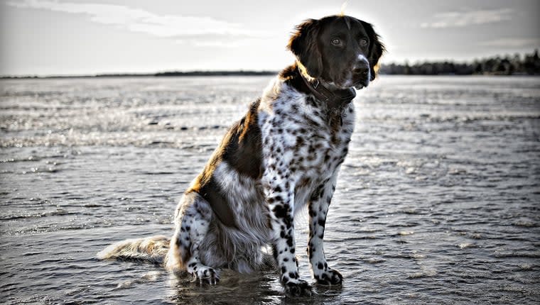 Police Rescue Dog and Parent From Frozen Lake