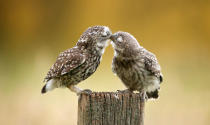 <p>Kissing owls in Berkshire, England. (Photo: Mark Bridger/Caters News) </p>