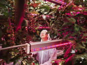 <p>Hunger Solutions: Plant scientist Henk Kalkman checks tomatoes at a facility that tests combinations of light intensity, spectrum and exposures at the Delphy Improvement Center in Bleiswijk, the Netherlands, Oct. 17, 2016.<br>The planet must produce more food in the next four decades than all farmers in history have harvested over the past 8,000 years. Small and densely populated, the Netherlands lacks conventional sources for large-scale agriculture but, mainly through innovative agricultural practice, has become the globe’s second largest exporter of food as measured by value. It is beaten only by the United States, which has 270 times its landmass.<br>Since 2000, Dutch farmers have dramatically decreased dependency on water for key crops, as well as substantially cutting the use of chemical pesticides and antibiotics. Much of the research behind this takes place at Wageningen University and Research (WUR), widely regarded as the world’s top agricultural research institution. WUR is the nodal point of ‘Food Valley,’ an expansive cluster of agricultural technology start-ups and experimental farms that point to possible solutions to the globe’s hunger crisis. (Photo: Luca Locatelli for National Geographic) </p>