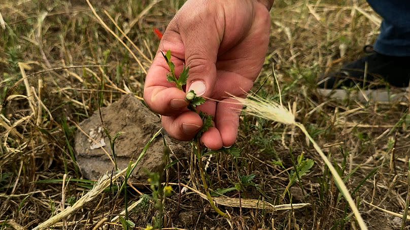 The grass doesn't grow higher than a few inches. Vizzini, Province of Catania, May 2024.