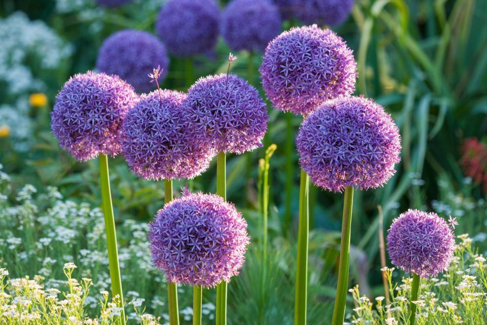 Allium