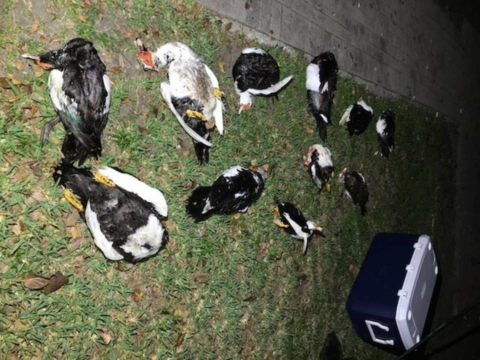 One of the images of the dead ducks in Coral Reef Park.