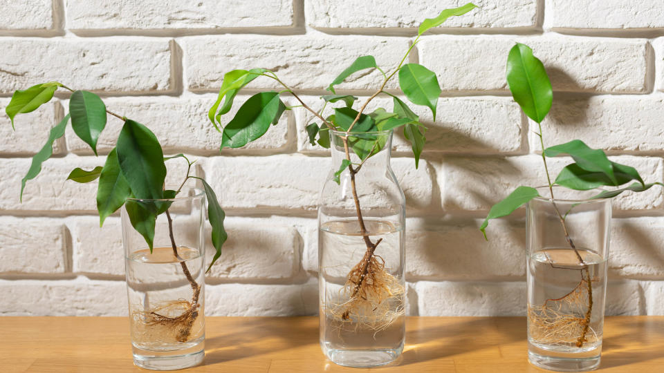 Plants growing in water