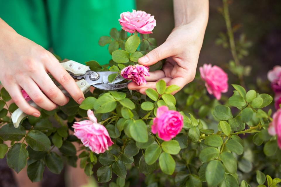 Woman cuts or trims the bush (rose) with secateur in the garden