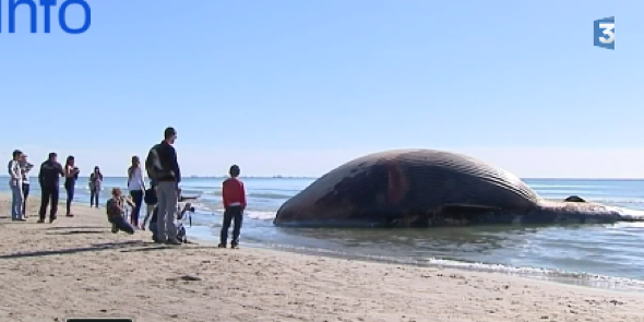 Whale washed up on French beach could explode