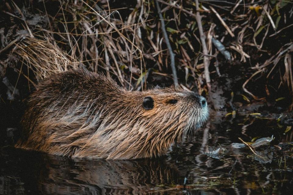 Rewilding beavers in the UK - Zoe Neal, The Weald School <i>(Image: Niklas Hamann, Unsplash)</i>