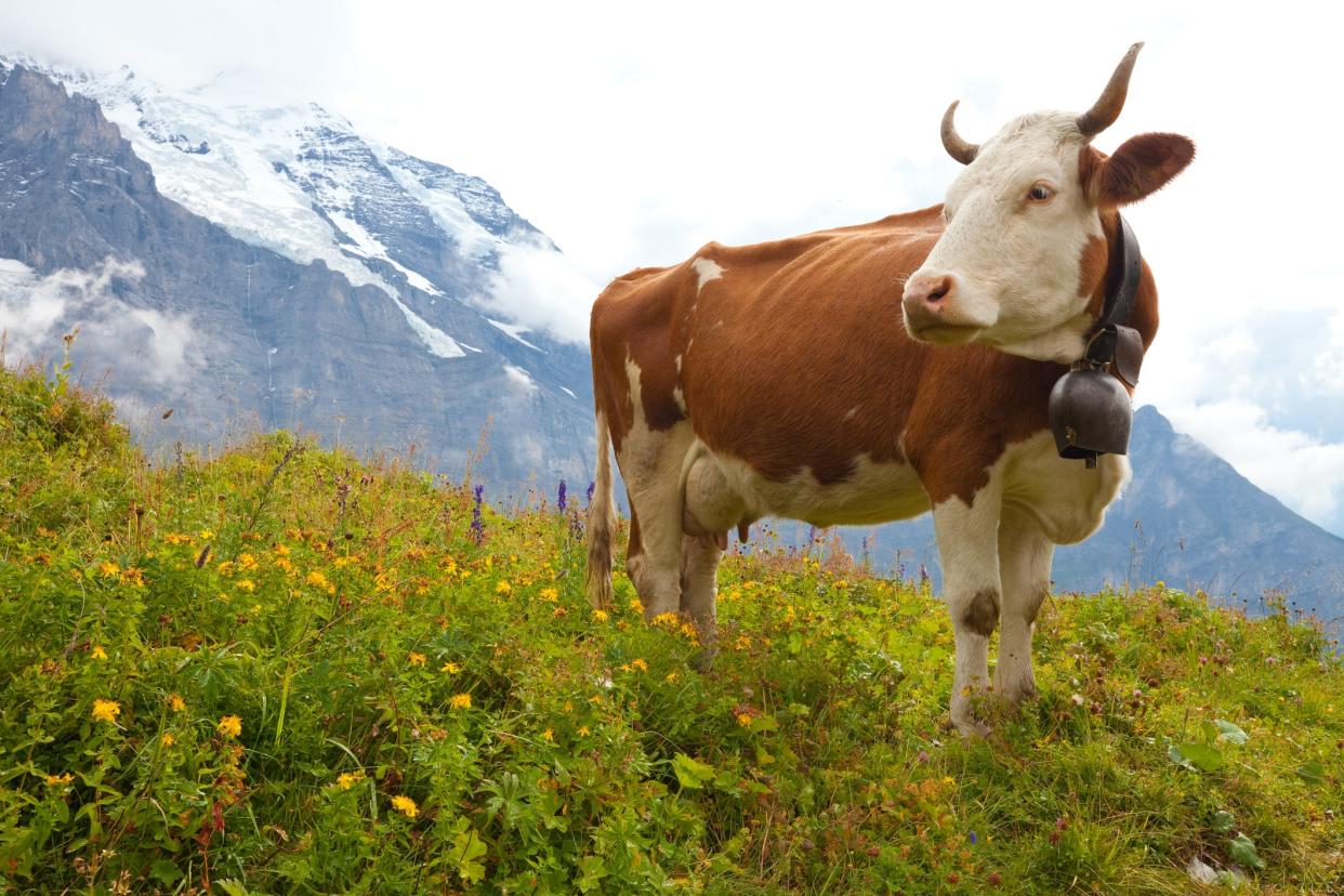 A brown milk cow in a meadow of grass and wildflowers with the Alps in the background.