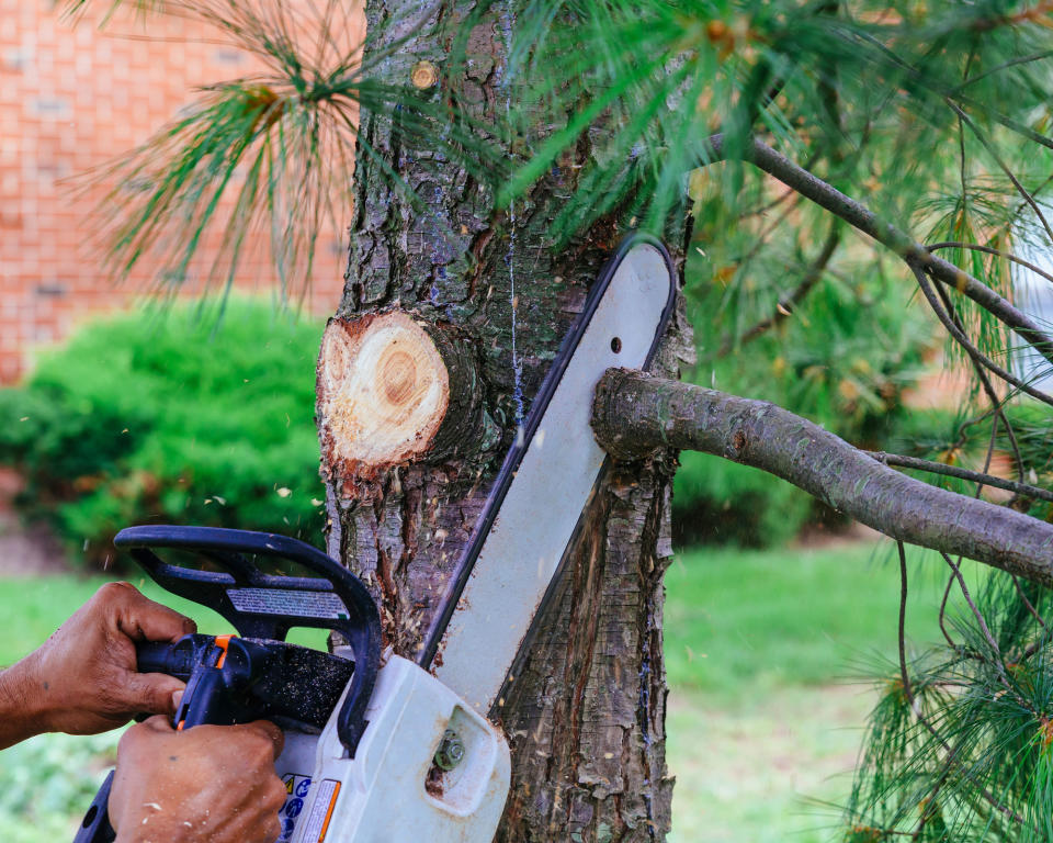 chainsaw used to cut doorn ree branch