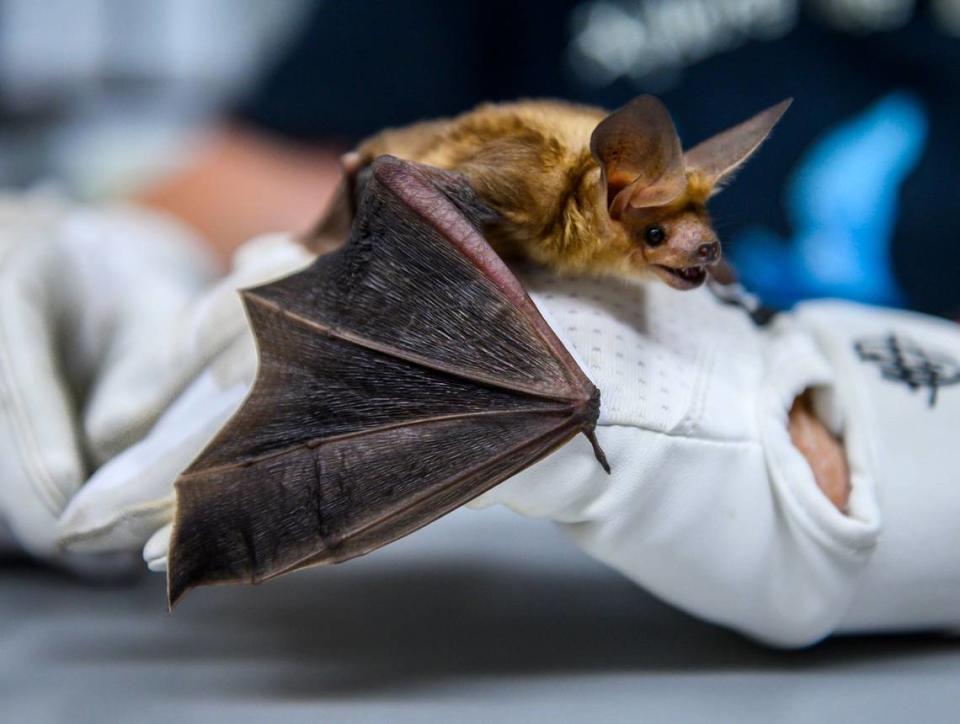 A bat is shown in this file photo.