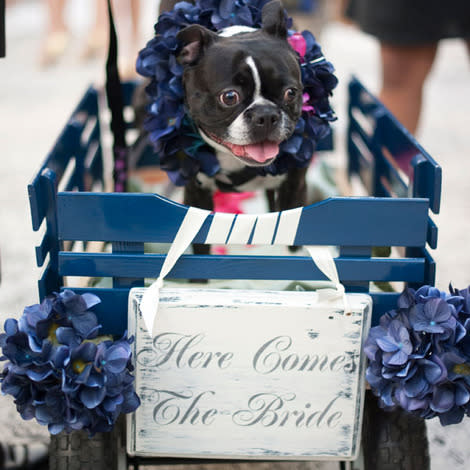 Dog in a wedding procession wagon.