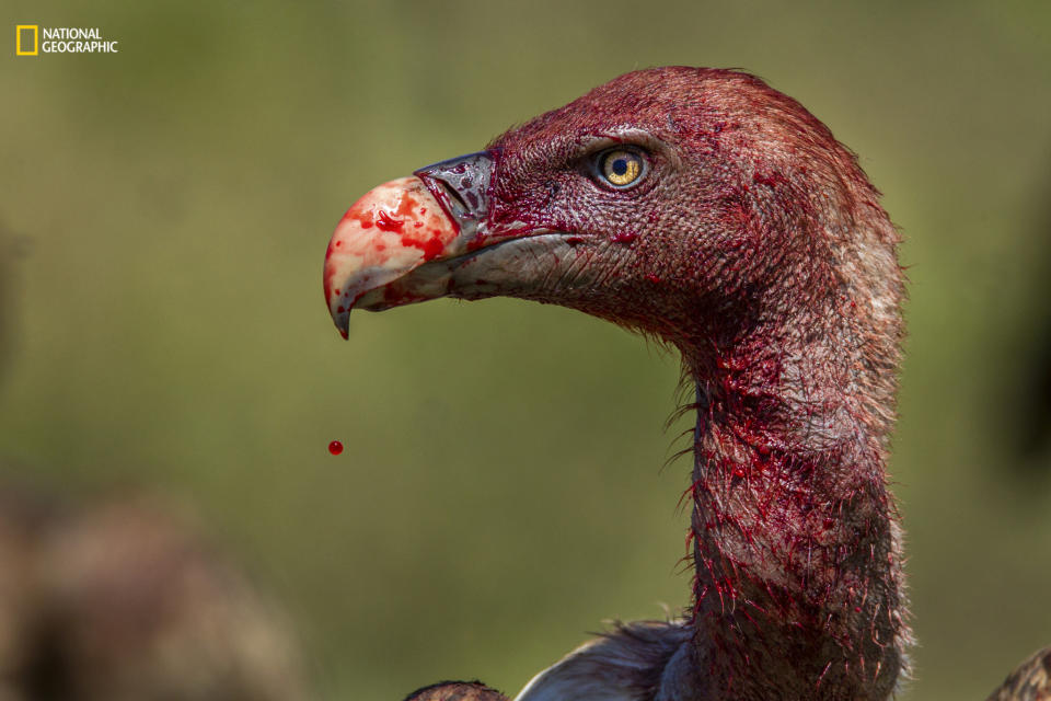 <p>A fleck of blood drips from the tip of a vulture’s beak. (Charlie Hamilton James/National Geographic) </p>