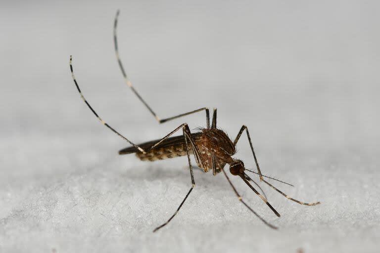 En Estados Unidosse pudo establecer que allí se transmite por el mosquito Culex tarsalis