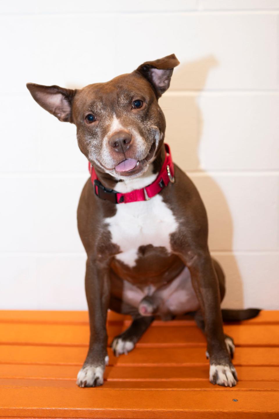 Red, a 6-year-old make pitbull mix, was among the animals available for adoption Dec. 1, 2023 at Columbus Humane, which celebrated its 140th anniversary on Thursday, Dec. 7.