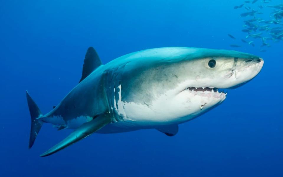 Could great whites soon hunt off the coast of Britain? Getty