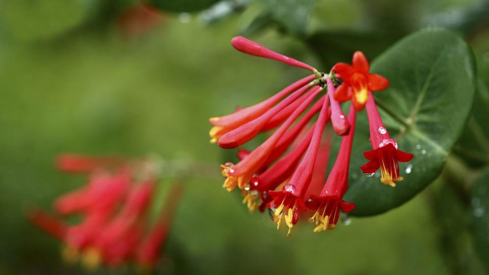 trumpet honeysuckle with clusters of bright red tubular hummingbird flowers