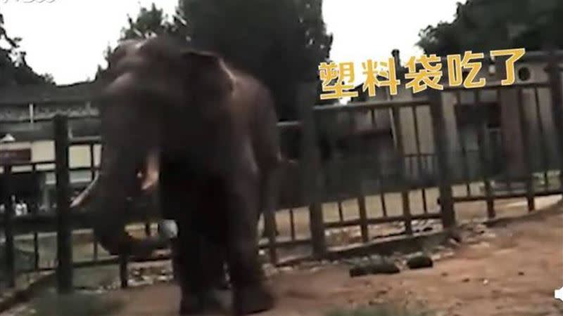 遊客造成園區的大象誤食塑膠袋。（圖／翻攝自微博）