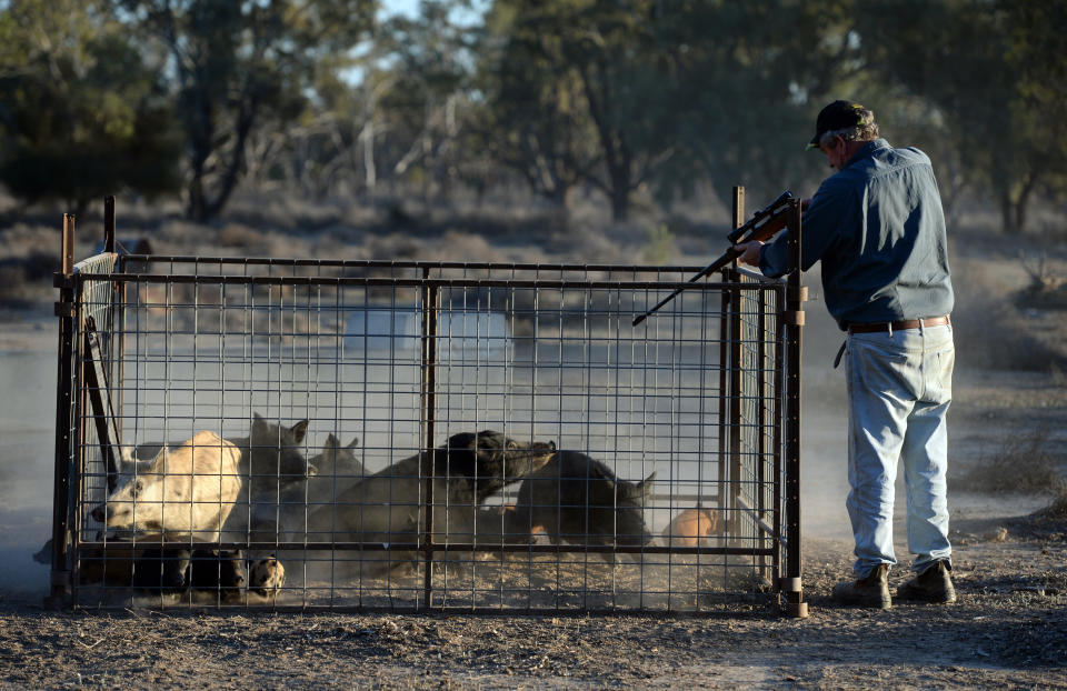 A farmer shoots feral pigs caught overnight in a trap at point blank range. 