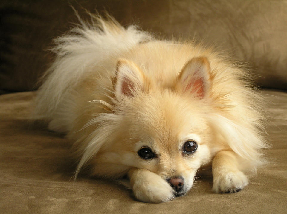 pomeranian