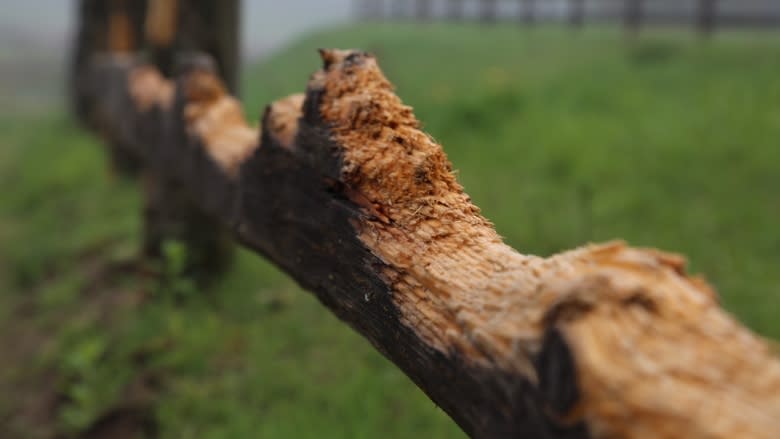 Family charged with animal neglect ID'd after 9 horses found dead at Stouffville farm