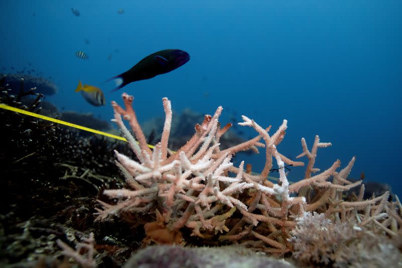 FILE PHOTO: A bleaching coral is seen in the place where abandoned fishing nets covered it in a reef at the protected area of Ko Losin, after a group of volunteer divers removed the net