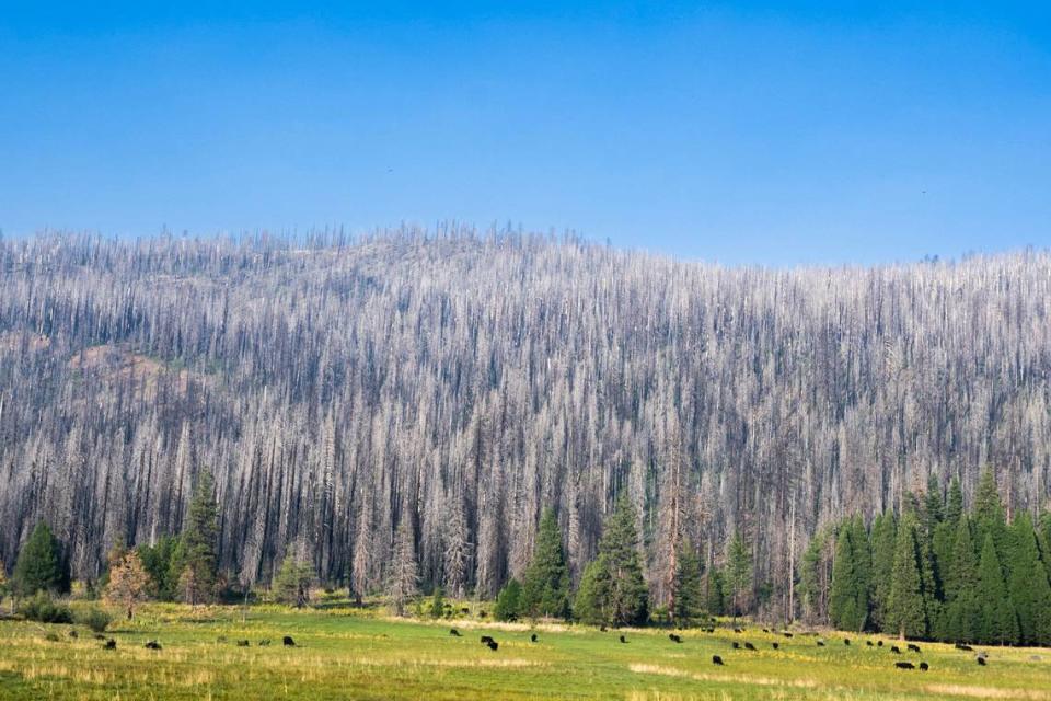 Chard trees line the hillside outside of the community of Mineral on Highway 36 in Tehama County from the Park Fire on Tuesday.