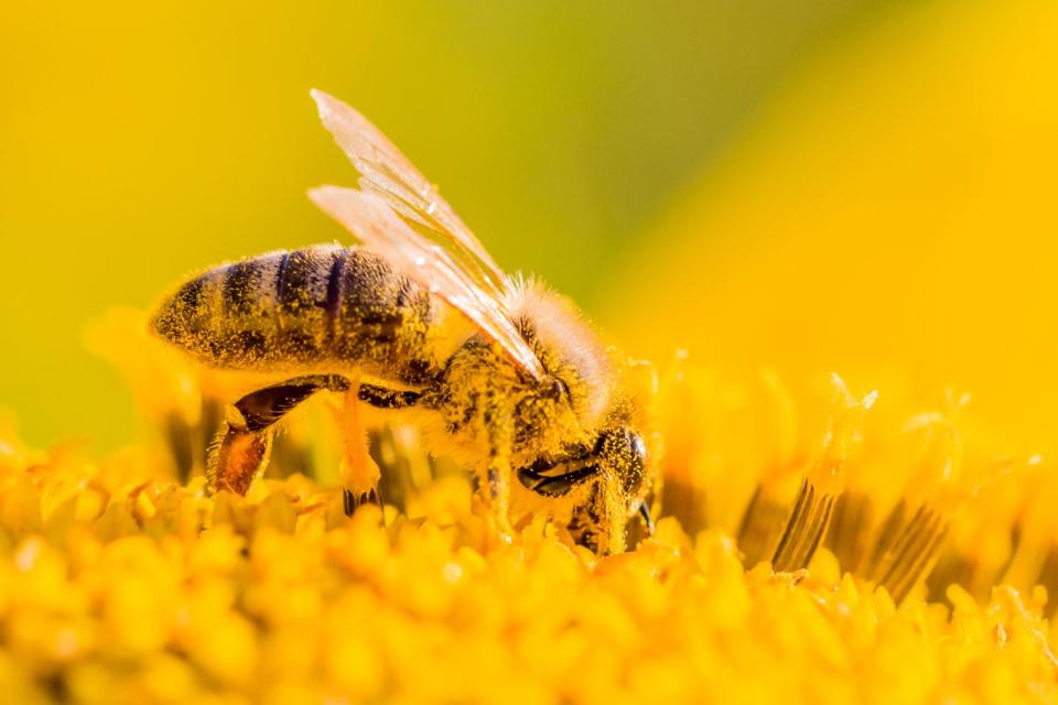 Jeder kann seinen Garten etwas Bienen-freundlicher gestalten. (Bild: azur13)