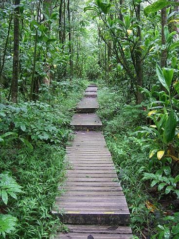 The lush Pipiwai trail is located in Haleakalā National Park's Kīpahulu District.