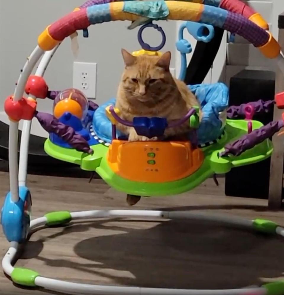 cat baby bouncer