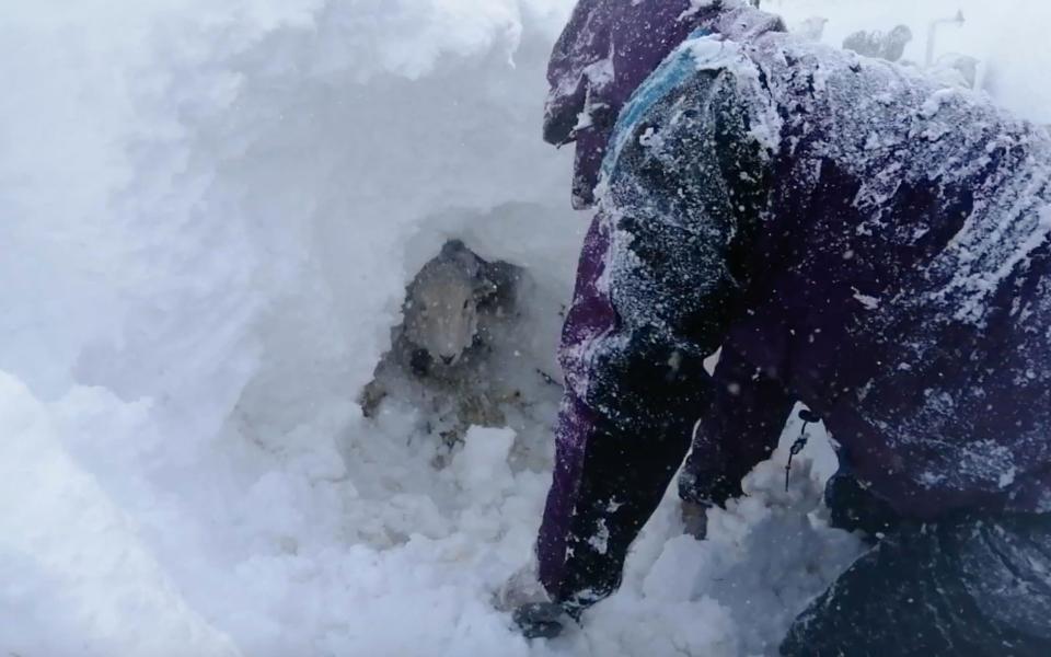 And three ewes were so badly entombed in an icy prison that they were forced to dig down to get them out. The couple run a smallholding and have 50 sheep which are kept for breeding, wool, and some are pets. - Triangle 