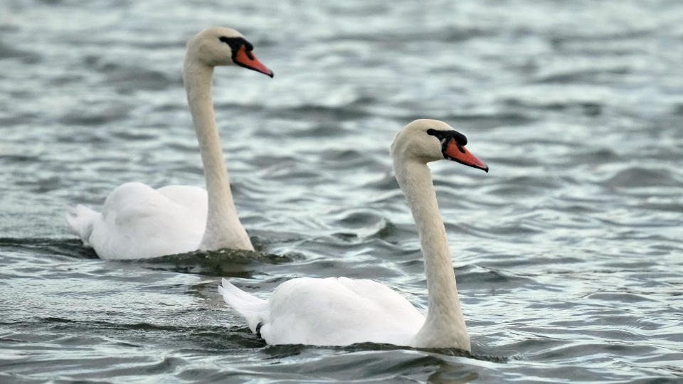 A pair of swans glide across Lake Morton during the 43rd annual swan roundup Tuesday, Oct. 10, 2023, in Lakeland, Fla. The late Queen Elizabeth II of England gifted the swans to the city back in 1957. (AP Photo/Chris O'Meara)