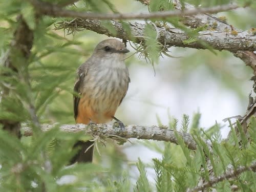 <em>Vermilion Flycatcher Female <br>COURTESY: Jeff Osborne</em>