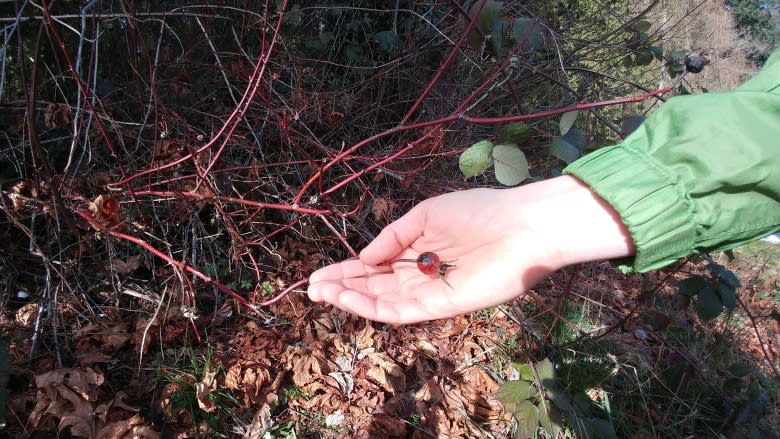 Flavour adventure: what does Stanley Park taste like?