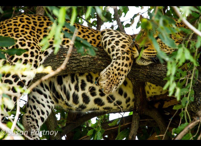 A male leopard snoozes in a tree after dining on an impala whose carcass is out of the shot to the right. On the ground, a female leopard was a bit miffed because the impala had been hers before the male showed up and took it.     © Susan Portnoy   Mombo Camp, Botswana 