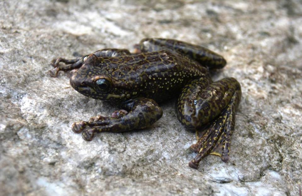 One of the new species, Amolops tawang.