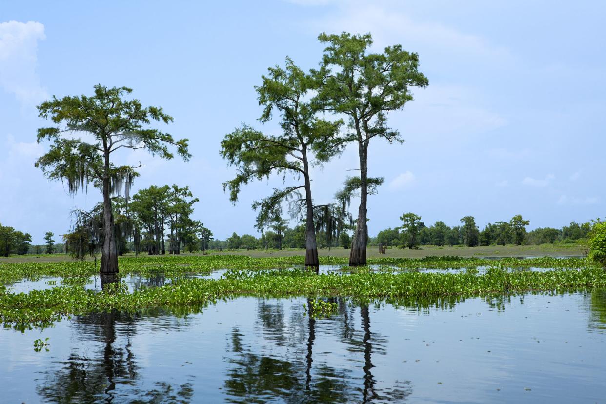 Atchafalaya Basin with cypress trees