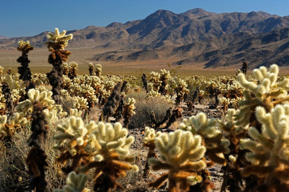 Cactuses with a mountain in the background