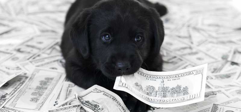 A black puppy lays in a pile of money with a hundred dollar bill in his mouth.