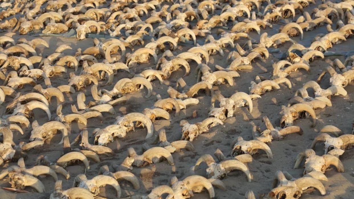  The ram skulls neatly lines up in rows. 