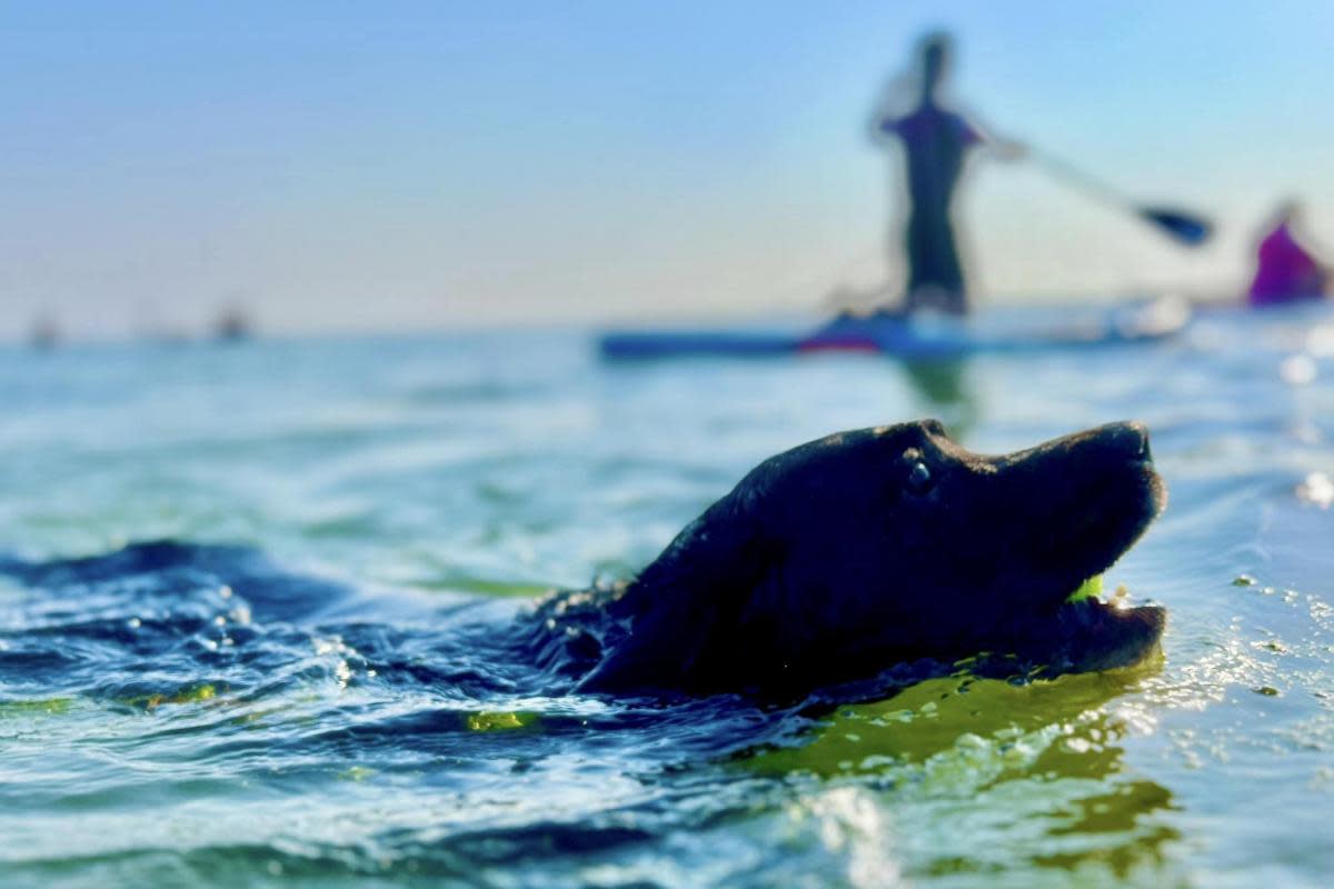 Dog - Jason Botelho's dog during an evening dip in Mersea <i>(Image: Jason Botelho)</i>